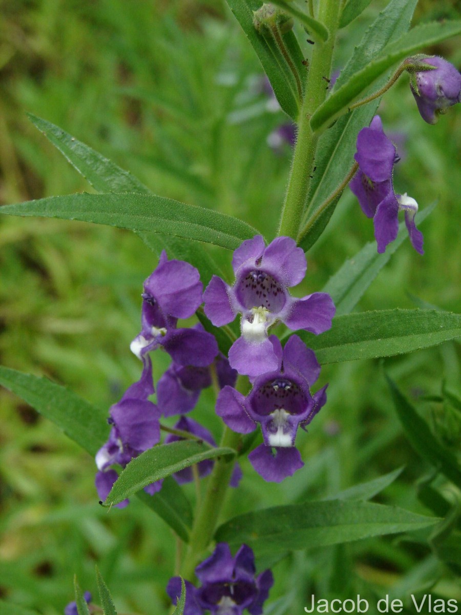 Angelonia salicariifolia Bonpl.